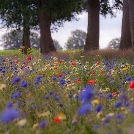 Kleurrijke veldbloemen in de berm onder de eikenbomen van Anneke Hooijer