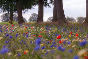 Kleurrijke veldbloemen in de berm onder de eikenbomen