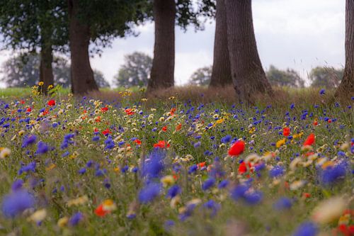 Kleurrijke veldbloemen in de berm onder de eikenbomen
