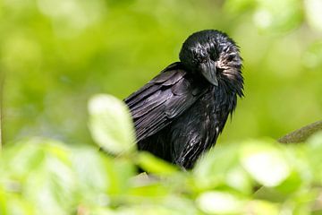 Raven kraai na het bad van Ostfriesenfotografie