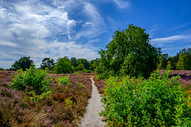 Paysage de lande par une belle journée d'été sur Sjoerd van der Wal Photographie