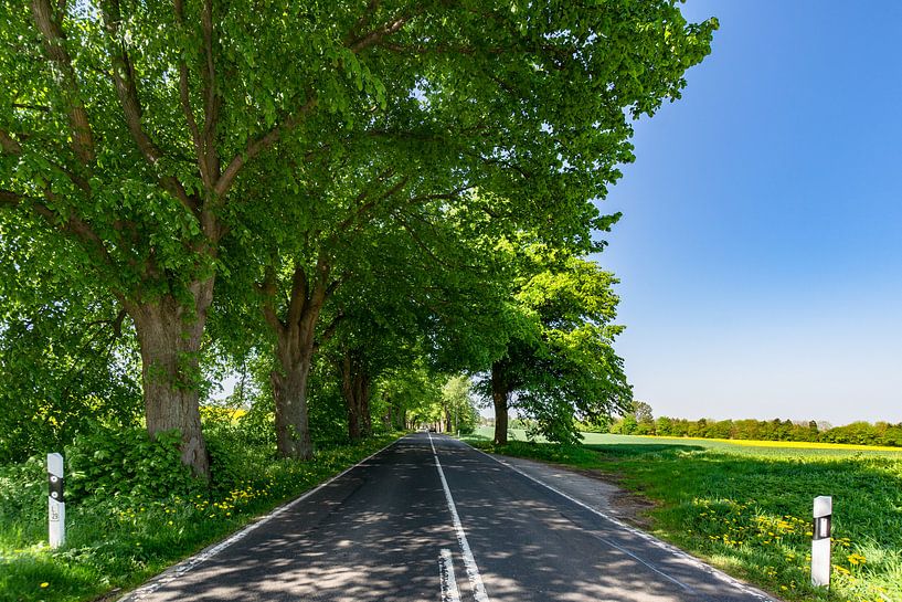 Rapsblüte an der Deutschen Alleenstraße auf Rügen von GH Foto & Artdesign