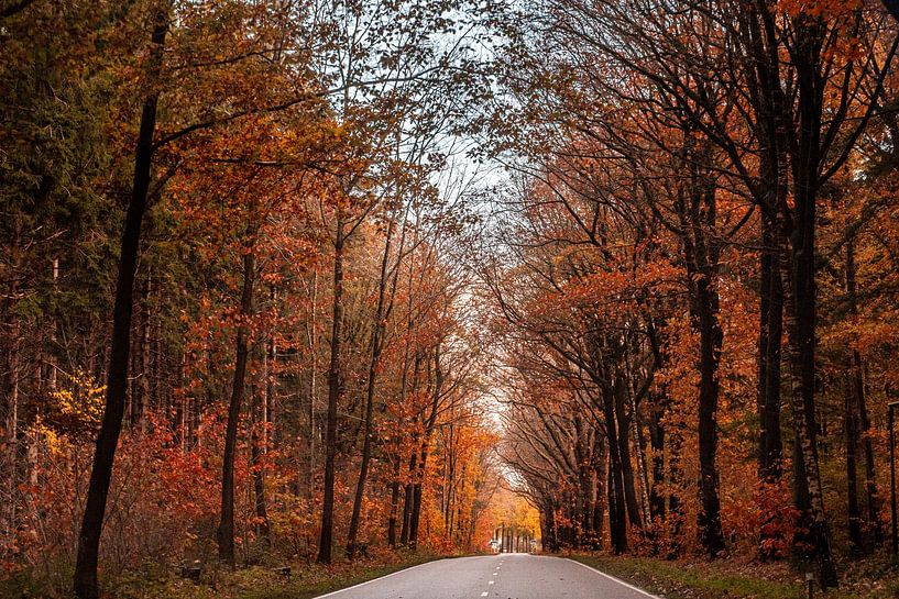 Forest trails in Overijssel and Drente by Brian Morgan