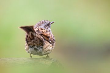 Dunnock - Bird - on a nice bokeh background by Gianni Argese