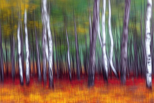 De magie van het bos