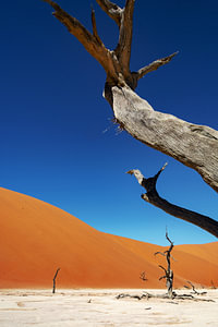 Dead Vlei