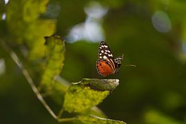 Butterfly on the edge by Diana Stubbe