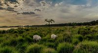 schapen op de heide bij zonsondergang van Edwin Hoek thumbnail
