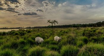 schapen op de heide bij zonsondergang