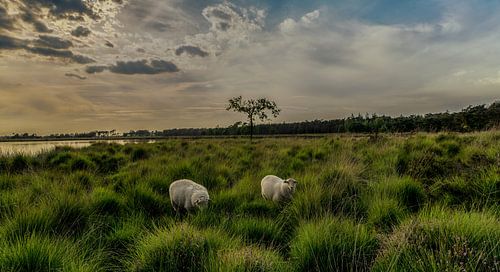 schapen op de heide bij zonsondergang