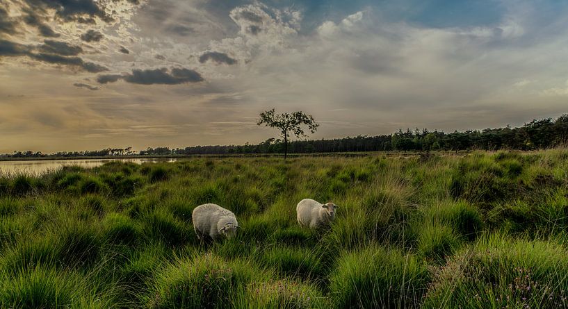 schapen op de heide bij zonsondergang van Edwin Hoek