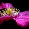 Clematis flower against black background by images4nature by Eckart Mayer Photography