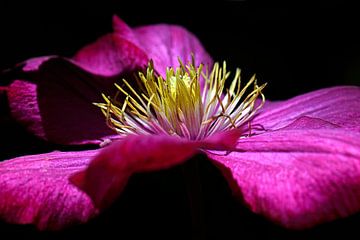 Clematis flower against black background