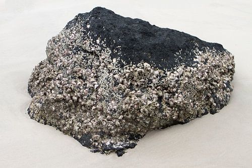 Dark beach stone with barnacle growth