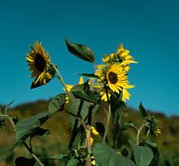 Zonnebloem in Duitsland