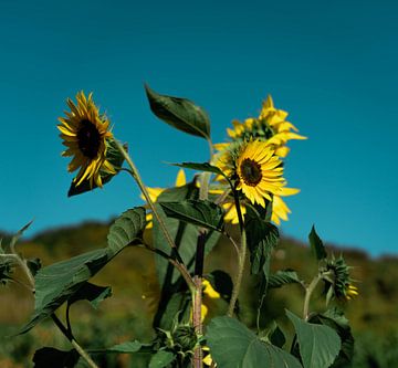 Zonnebloem in Duitsland van Marjon Boerman