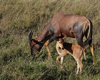 Leierantilope oder Topi mit Kalb