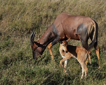Lyre antelope or topi with calf by Marco van Beek