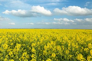 Champs de colza dans l'est de la province de Groningue