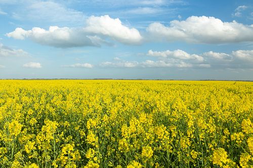 Rapeseed fields in eastern Groningen