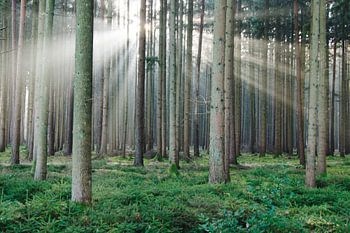 Wintersonne im Fichtenforst