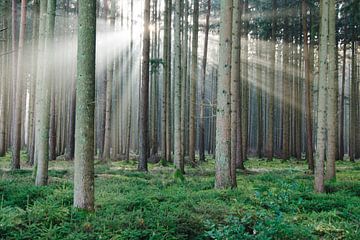 Winterzon in het sparrenbos