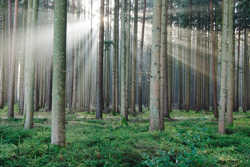 Winterzon in het sparrenbos van Jürgen Eggers