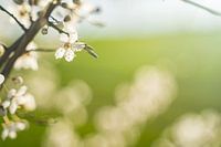 Spring awakening