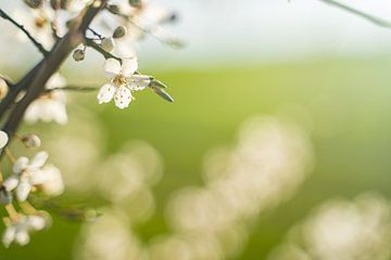 Spring awakening