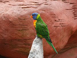 Stille Lori van Ronald Wakker