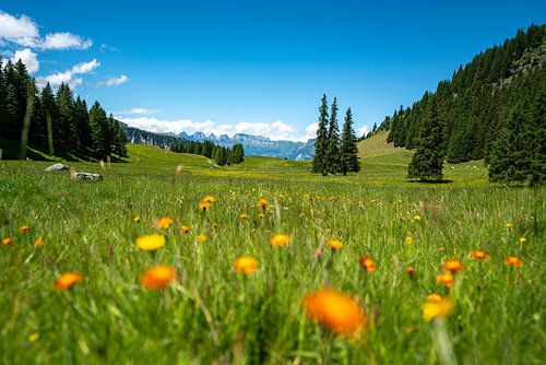 Bloemrijk uitzicht op de Zwitserse Alpen