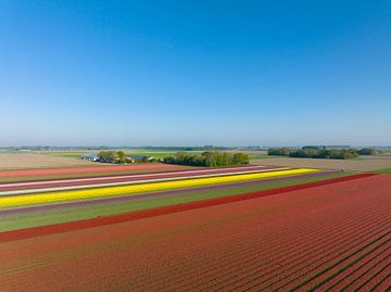 Tulips growing in agricultural fields seen from above by Sjoerd van der Wal Photography