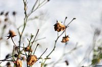 fleurs desséchées dans la neige