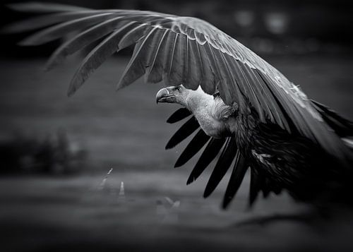 Witrugbuizerd in vlucht