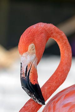 Flamingo sur Humphry Jacobs