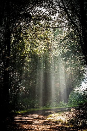 Het regent zonnestralen