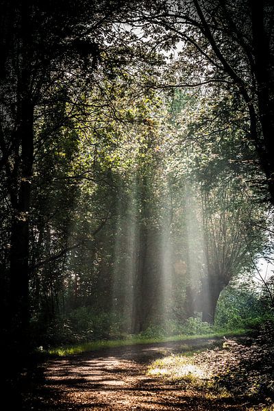 It's raining sunbeams by Fotografie Jeronimo
