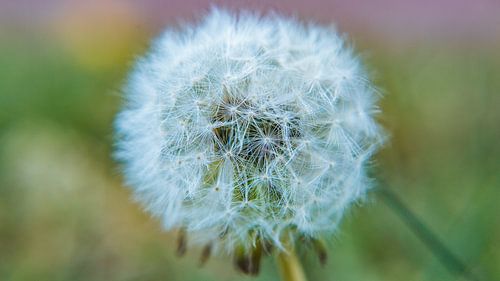 Dandelion macro