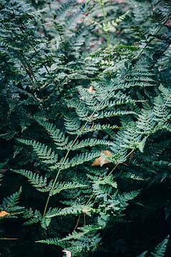 among ferns by Stefan Lucassen