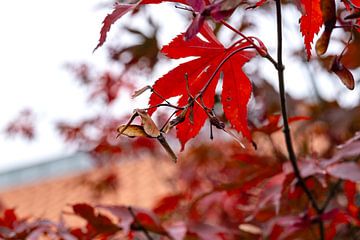 Der Rotahorn trägt seine Herbstfarbe