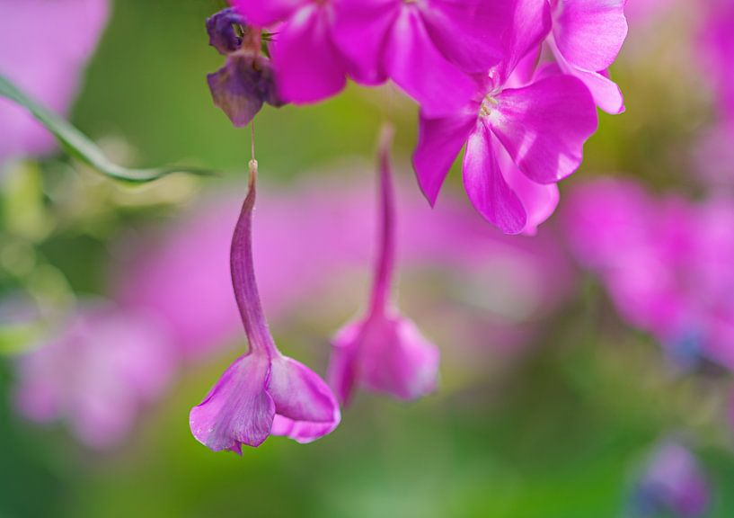 Hanging On van MMFoto