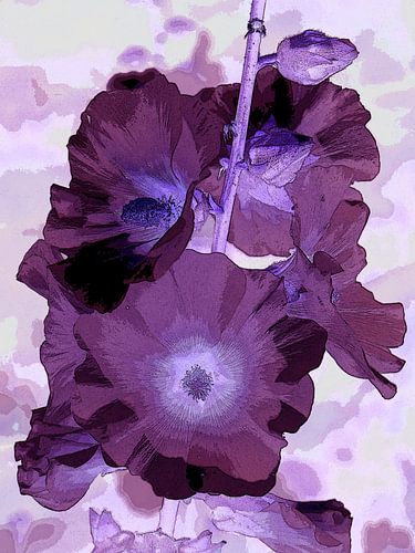 Violette Stockrose