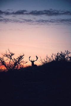 Foto van een Hert tegen een prachtige zonsondergang van Bram Jansen