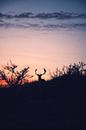 Foto van een Hert tegen een prachtige zonsondergang van Bram Jansen thumbnail