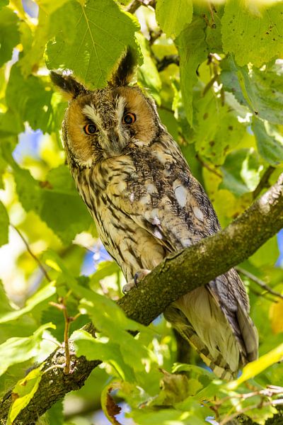 A beautiful Long-eared Owl by Erik Veltink fotografie