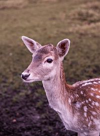 Herten met Karakter - nr. 4 Geduldig van Deborah de Meijer