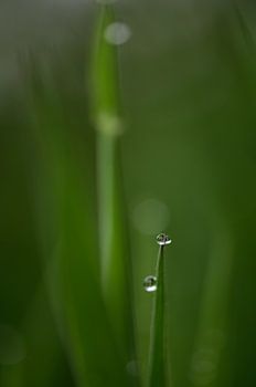 In een zee van groen