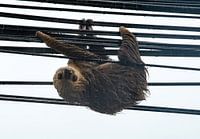 Sloth in motion