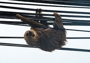 La paresse en mouvement