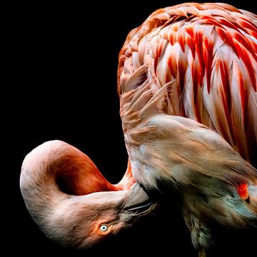 Flamingo diva 2 van Geert Huyskens Photography